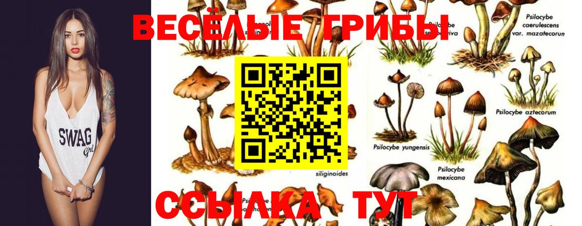 Псилоцибиновые грибы Psilocybe Советский